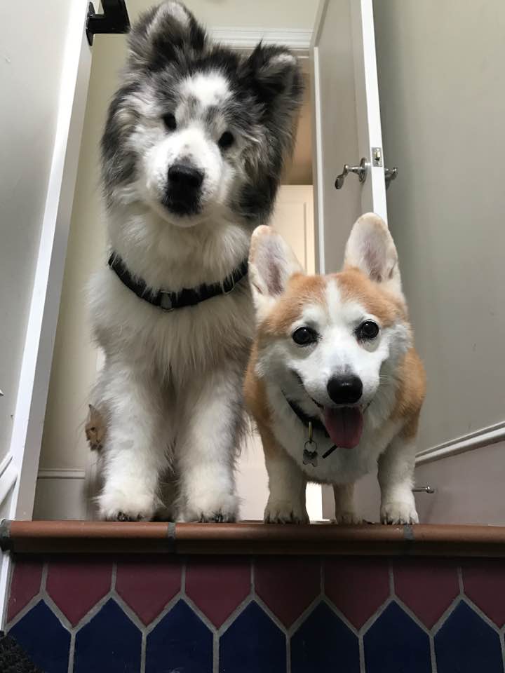 Corgi store akita mix