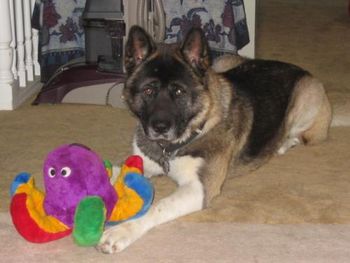 Mochi and his eight legged friend!
