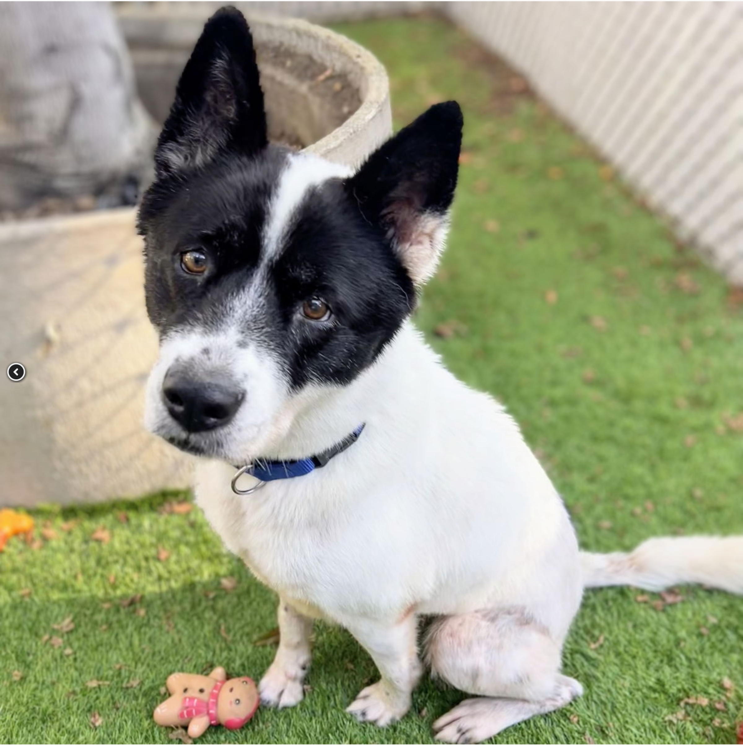 TikiHut Akita Rescue - Waiting For New Homes