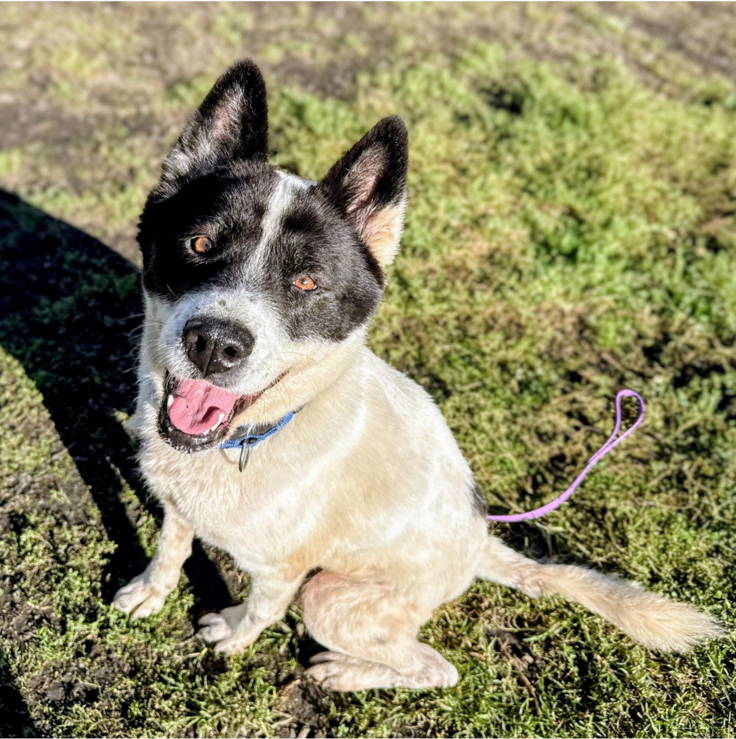 TikiHut Akita Rescue - Waiting For New Homes