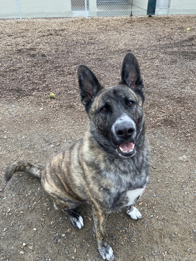 TikiHut Akita Rescue - Waiting For New Homes