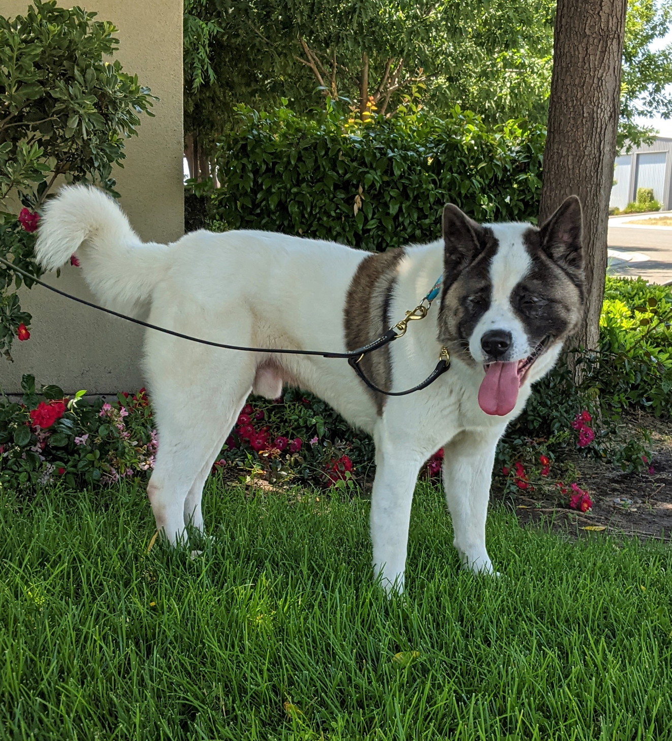 TikiHut Akita Rescue - Waiting For New Homes