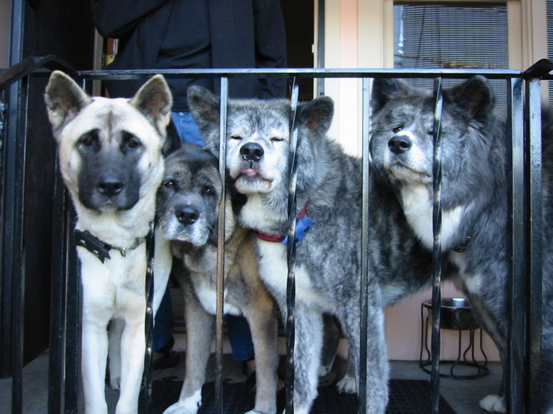 TikiHut Akita Rescue