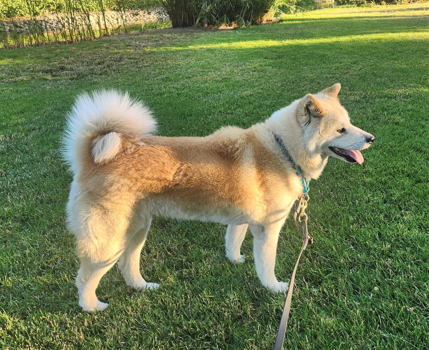 Japanese store akita rescue