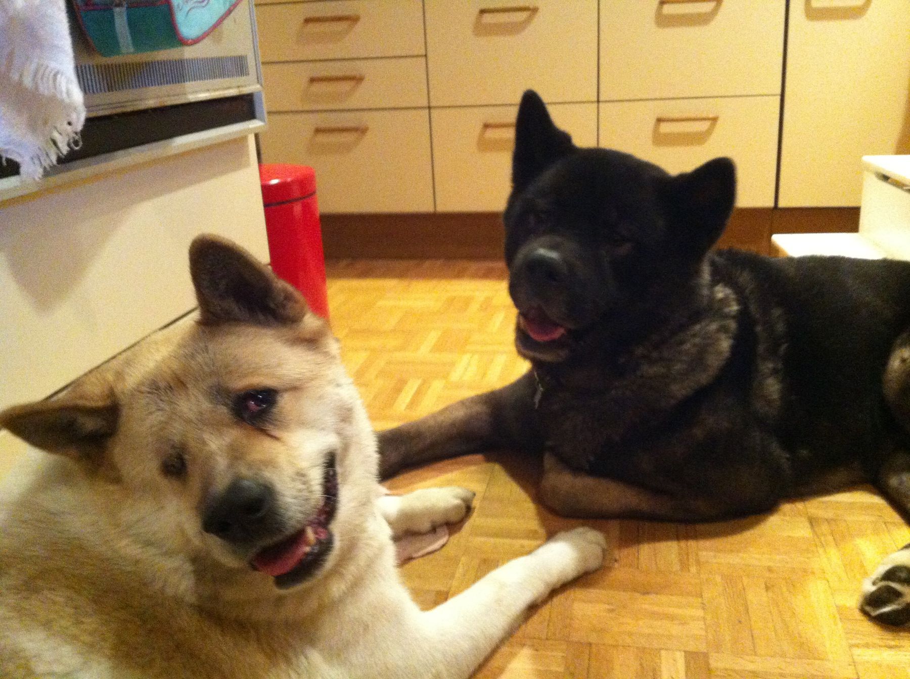 Akita dog hot sale rescue