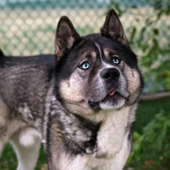 TikiHut Akita Rescue - Waiting For New Homes