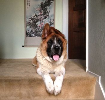 Molly (formerly Momo) the Saint Bernard, Akita Chow Chow Mix!
