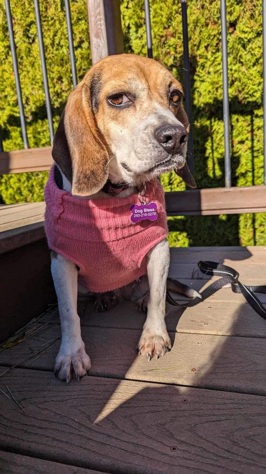 Dog Bless Rescue Partners Adoptable Pets