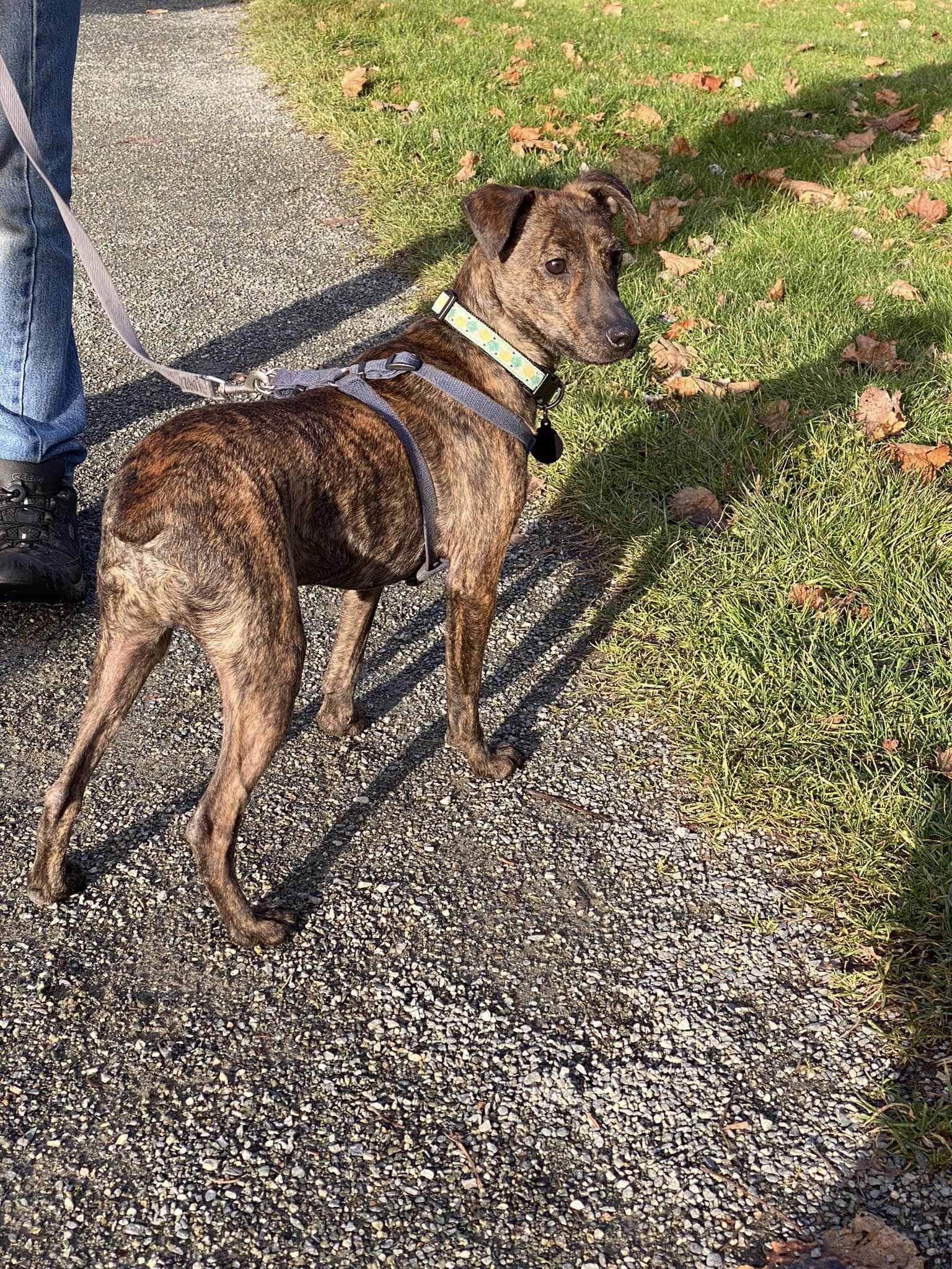 Dog Bless Rescue Partners Adoptable Pets