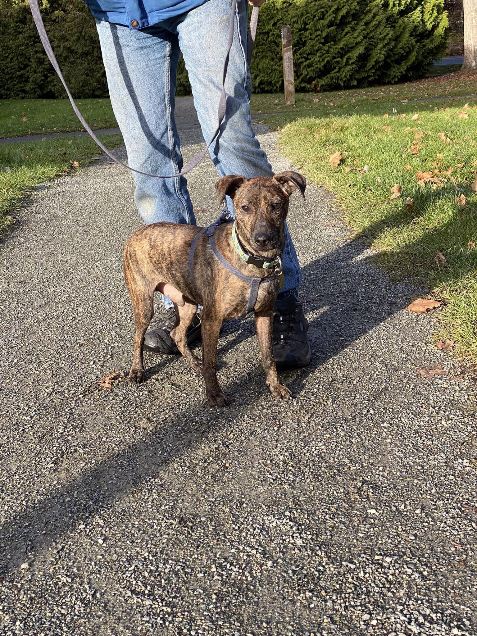 Dog Bless Rescue Partners Adoptable Pets