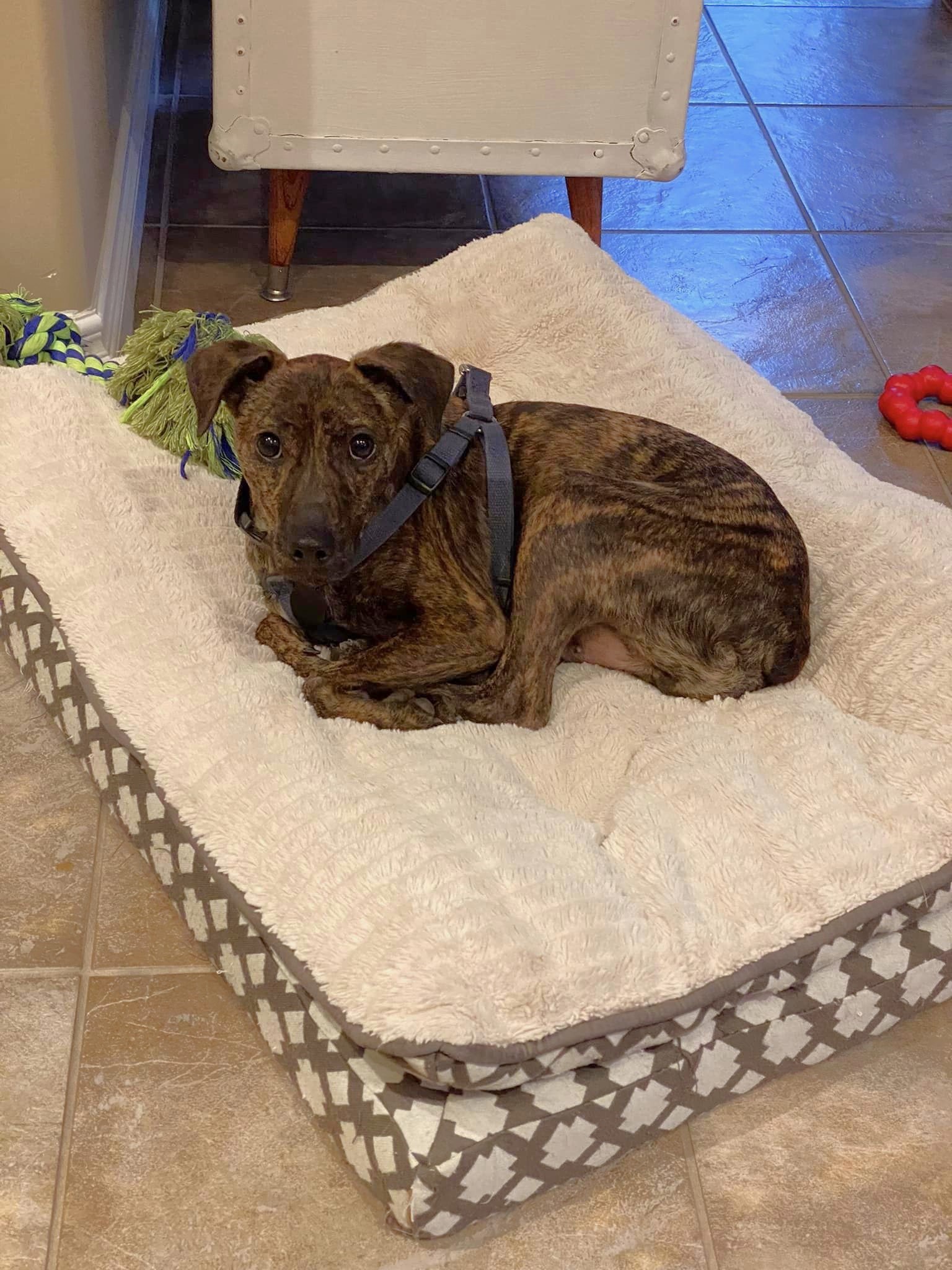 Dog Bless Rescue Partners Adoptable Pets