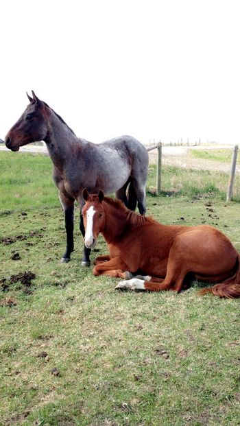 freckles and fritz at 2 years old
