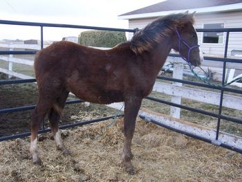 Joe as weanling in Nov 2006
