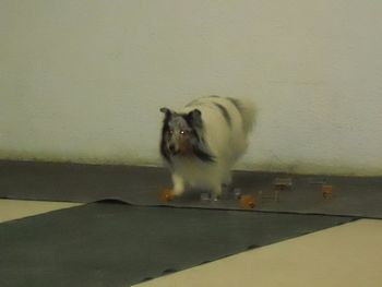 Miranda, sheltie, performing scent discrimation exercise Obedience Training
