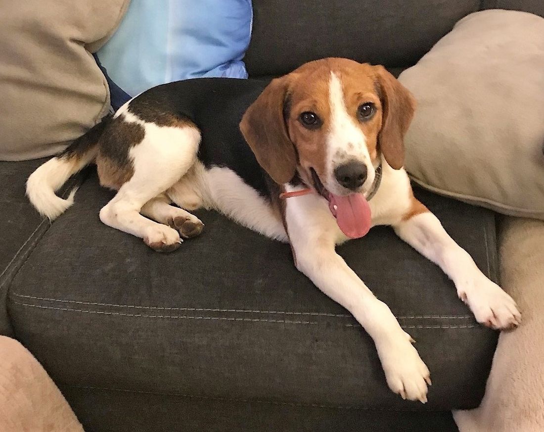 Long beagle hot sale