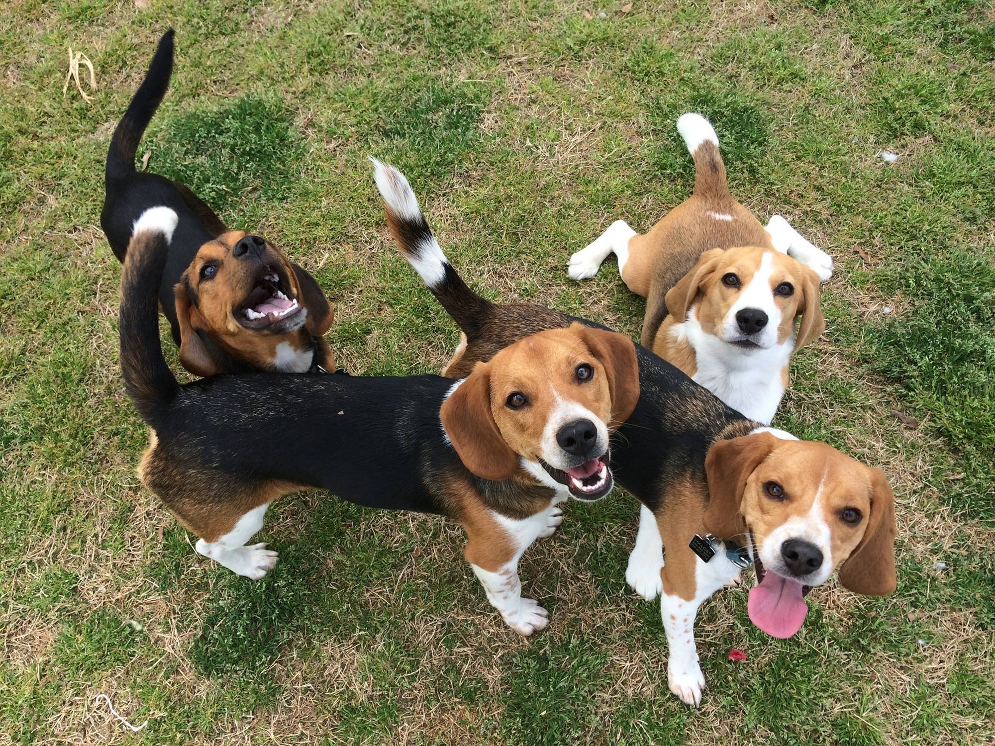 Beagles to the Rescue - All About Beagles