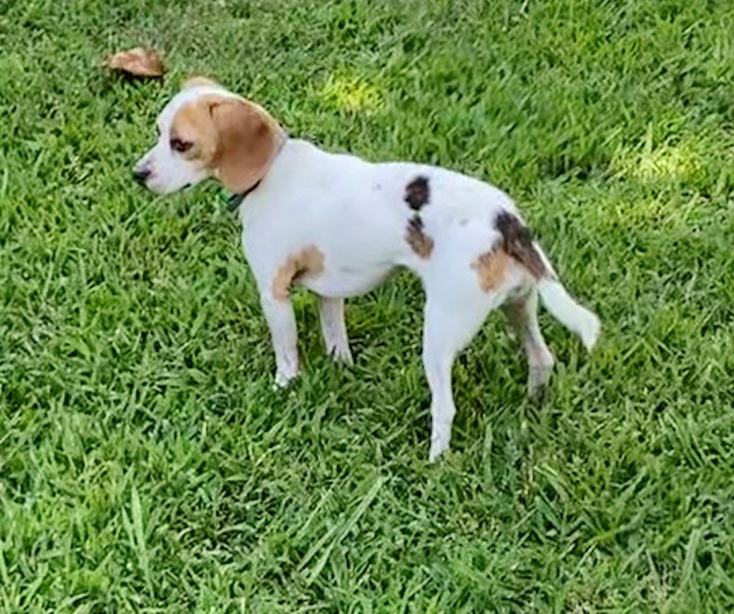 Tucker a 9lb pocket beagle
