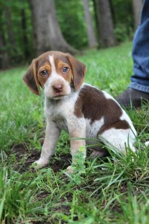 Beagle store gsp mix