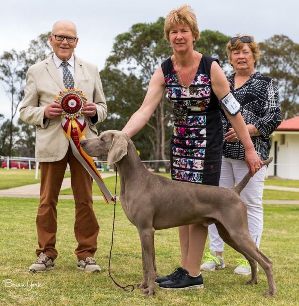Aust CH Bromhund Youre So Vein
Contact Suzanne Thomson, Bromhund