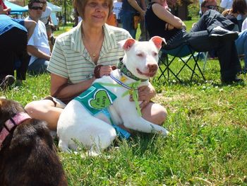 Lucy watching a police dog exhibition. She is interested but happy to lay in foster mom's lap.
