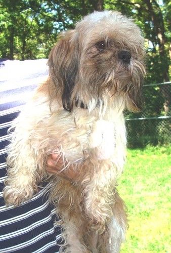 Toad is said to be nearly the "perfect" little dog and addition to his new families home. They are excited to have him !!
