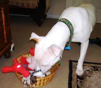 Oh boy ! Oh boy ! My very own basket of toys !!

