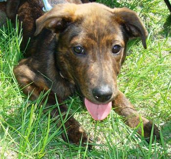 All Ally wants is a Forever Home of her very own.
