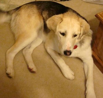 Gypsy loves being cared for and just laying around the house.
