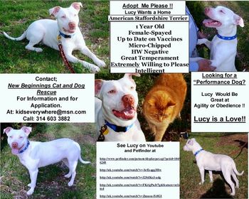 This is Lucy's Flyer - For Helping to Find her a home.
