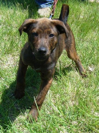 Ally is "all about" being a puppy !
