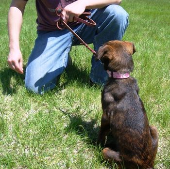 Ally Learning the "sit" command
