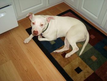 Lucy in one of her favorite spots

