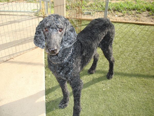 Poodles and hot sale pals rescue