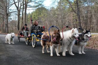 Sacco Dog Cart at Milk&Honey Farm