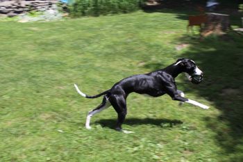 Lilly playing Ball....
