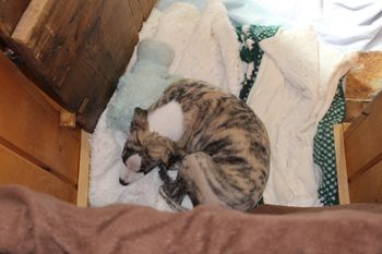 Cruz loves to sleep by the baby gate in the doorway awaiting my return....LOL
