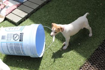 Sophie loves to drag the bucket around...LOL......Available!

