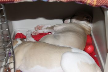 Samson and Hope sound asleep with the door open,who said dogs don't like crates...nonsense!
