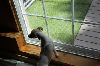 Poor Joey wants outside.....its raining again poor boy...
