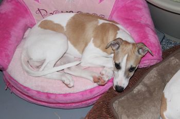 Miriam likes the Princess bed too!
