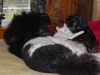 Hannah,Sassy,& Molly Chilling on Mom's bed.....LOL..Sassy thinks she's a dog!
