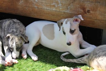 April and Olive enjoying the nice day outside..
