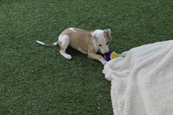 Beautiful Willow Playing Ball..
