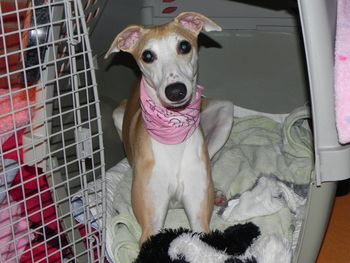 Faith loves her crate,even with the door open!
