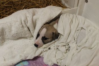 Hope found a snuggle spot with one of my Tea Shirts..
