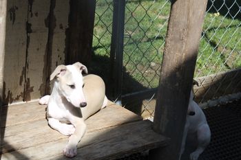 Seren soaking in the rays..
