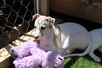 Handsome Joey loving the sun..
