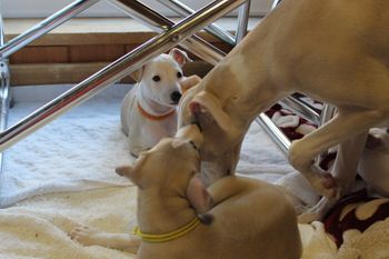 "Autumn" playing with her half siblings....
