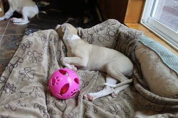 Hope chilling in the dog bed...
