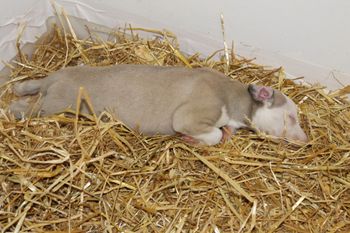 Adorable Dodger(Hunter)...he is always in the straw..LOL
